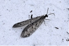 Brachynemurus nebulosus