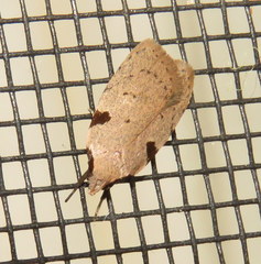 Zonopetala quadripustulella