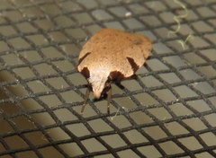 Zonopetala quadripustulella