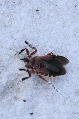 Apiomerus floridensis