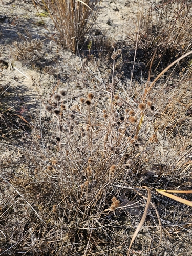 Image of Juncus scirpoides by no rights reserved
