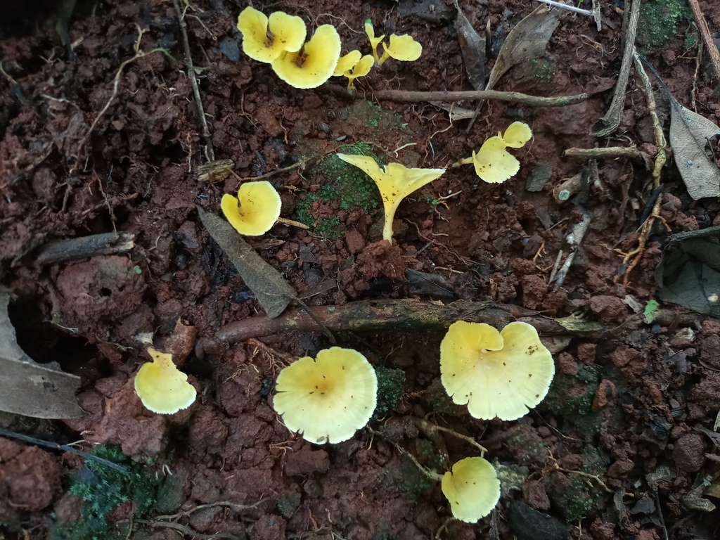Cotylidia aurantiaca · March 2022 · photo: © ronyristow (iNaturalist, cc-by)