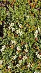 Kelleria croizatii