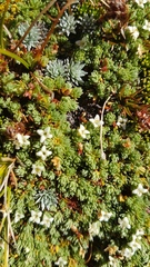 Kelleria croizatii