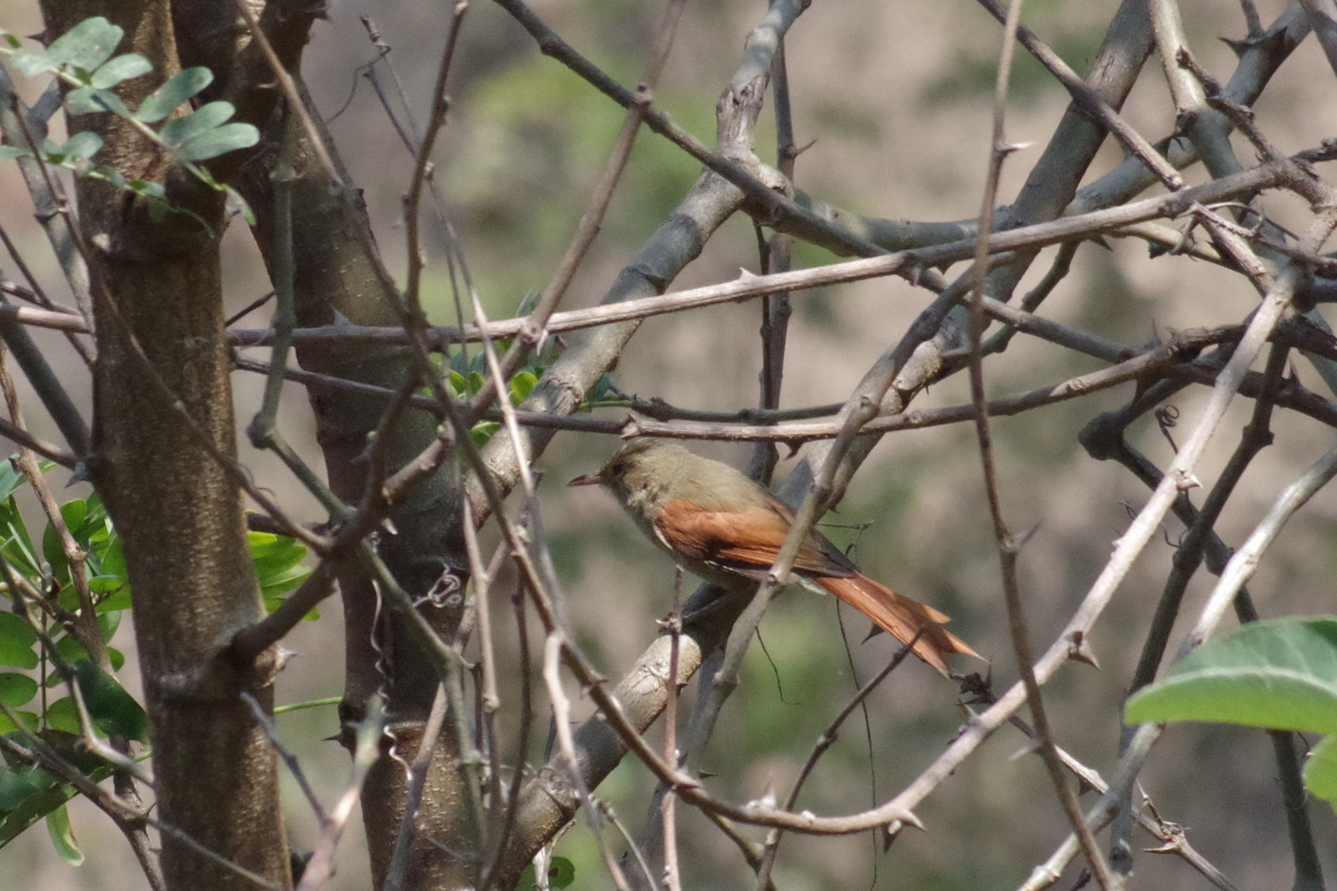Crested Spinetail (Cranioleuca subcristata), photo 5