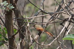 Cranioleuca subcristata