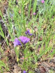 Gilia achilleifolia