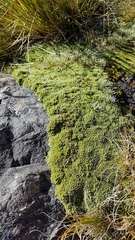 Kelleria croizatii