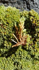 Kelleria croizatii