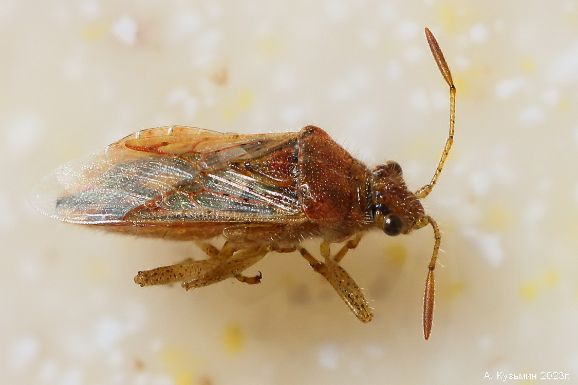 Булавник Ропалус Обыкновенный (Rhopalus parumpunctatus)