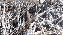 Ablepharus himalayanus