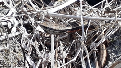 Ablepharus himalayanus