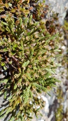 Kelleria multiflora