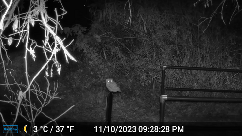 Eastern Screech-Owl (Megascops asio), a species recorded in Texas