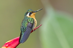 Purple-Throated Mountain-Gem photo 5