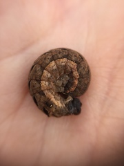 Lepidoptera
