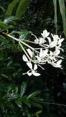 Gaertnera phyllostachya