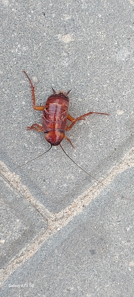 American Cockroach from Block 4, Salmiya, Kuwait on November 16, 2023 ...