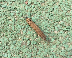 Lepidoptera