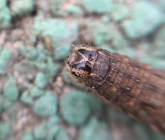 Lepidoptera