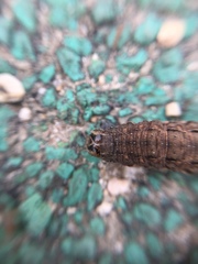 Lepidoptera