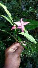 Hypoestes pulchra