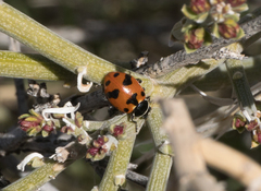 Hippodamia glacialis lecontei