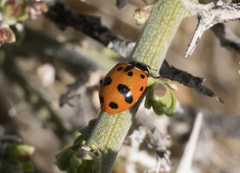 Hippodamia glacialis lecontei