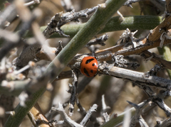 Hippodamia glacialis lecontei