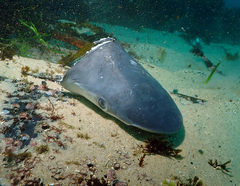 Carcharhinus obscurus