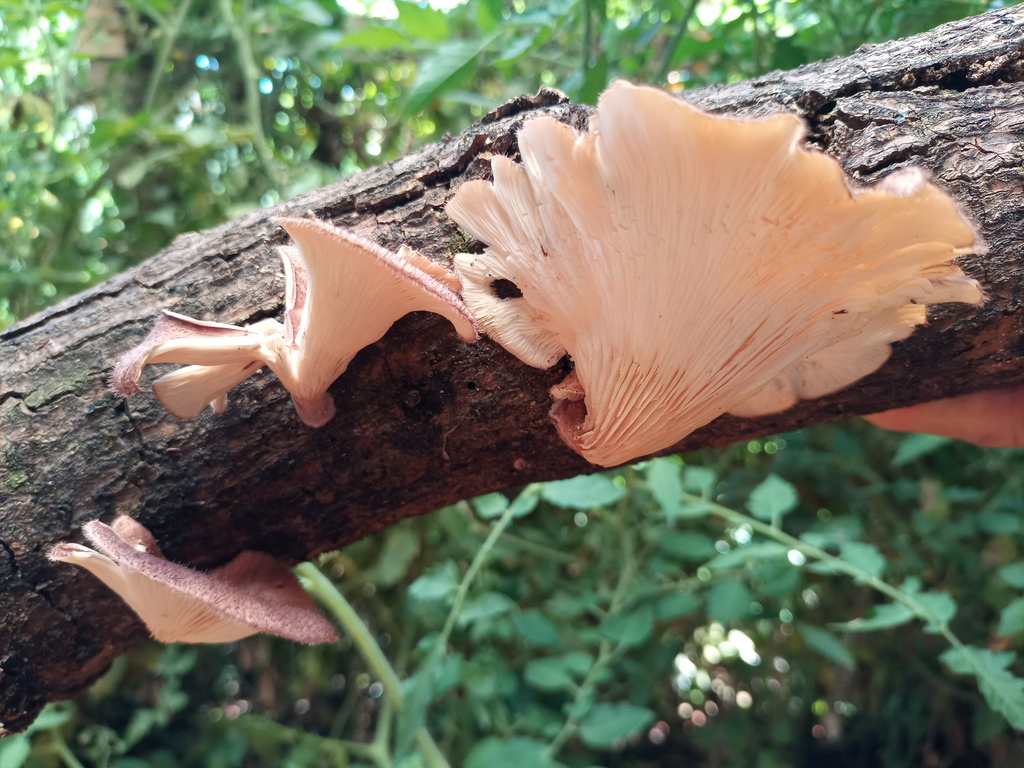 Panus lecomtei · February 2022 · photo: © ronyristow (iNaturalist, cc-by)