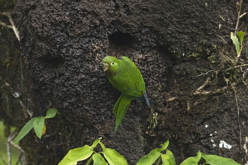 Olive-throated Parakeet