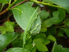 Deschampsia cespitosa cespitosa