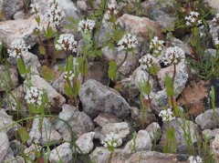 Plectritis macrocera