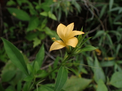 Barleria prionitis
