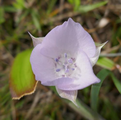 Cupido Mariposa Lily