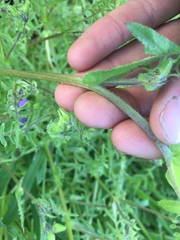 Pholistoma auritum auritum