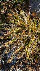 Carex edura