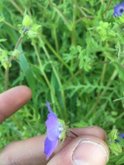 Pholistoma auritum auritum