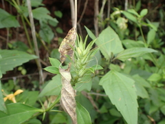 Barleria prionitis