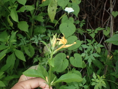 Barleria prionitis