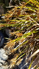 Carex edura