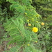 Acacia lahai