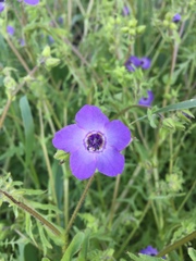 Pholistoma auritum auritum