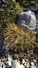 Carex edura