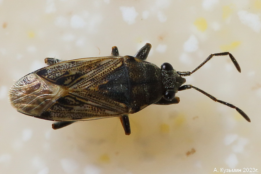 Клоп Peritrechus gracilicornis