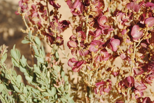Atriplex mollis
