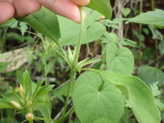 Barleria prionitis