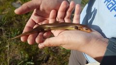 Plestiodon gilberti placerensis