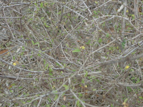 Croton geayi